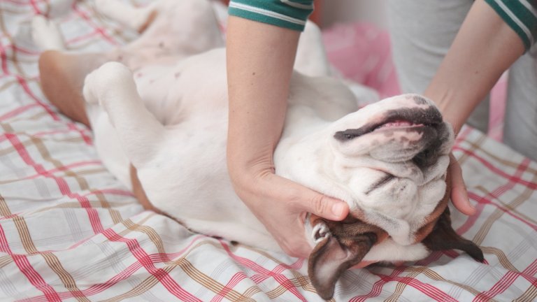 woman gives her dog a good spa massage while she lies down on the master's bed