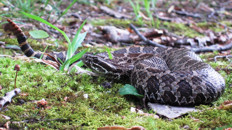 a rattlesnake with brown and white scales is coiled on the ground of a forest