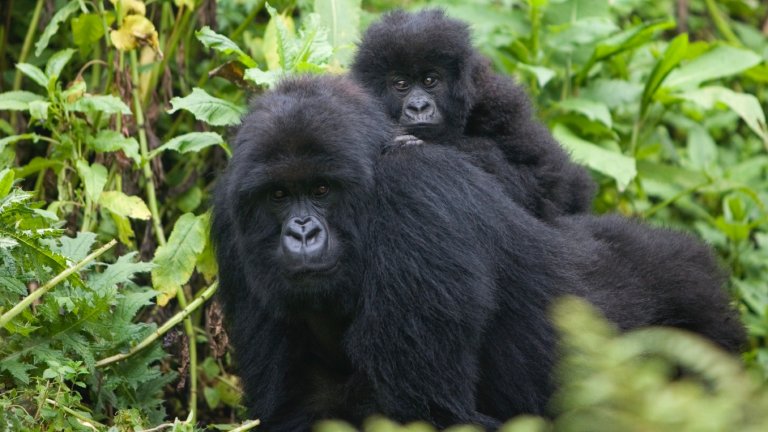 A large female black mountain gorilla on all fours turns her head to the camera, while its young offspring with fluffy black fur rides on its back, also looking toward the camera. They are surrounded by dense green foliage in a natural habitat.