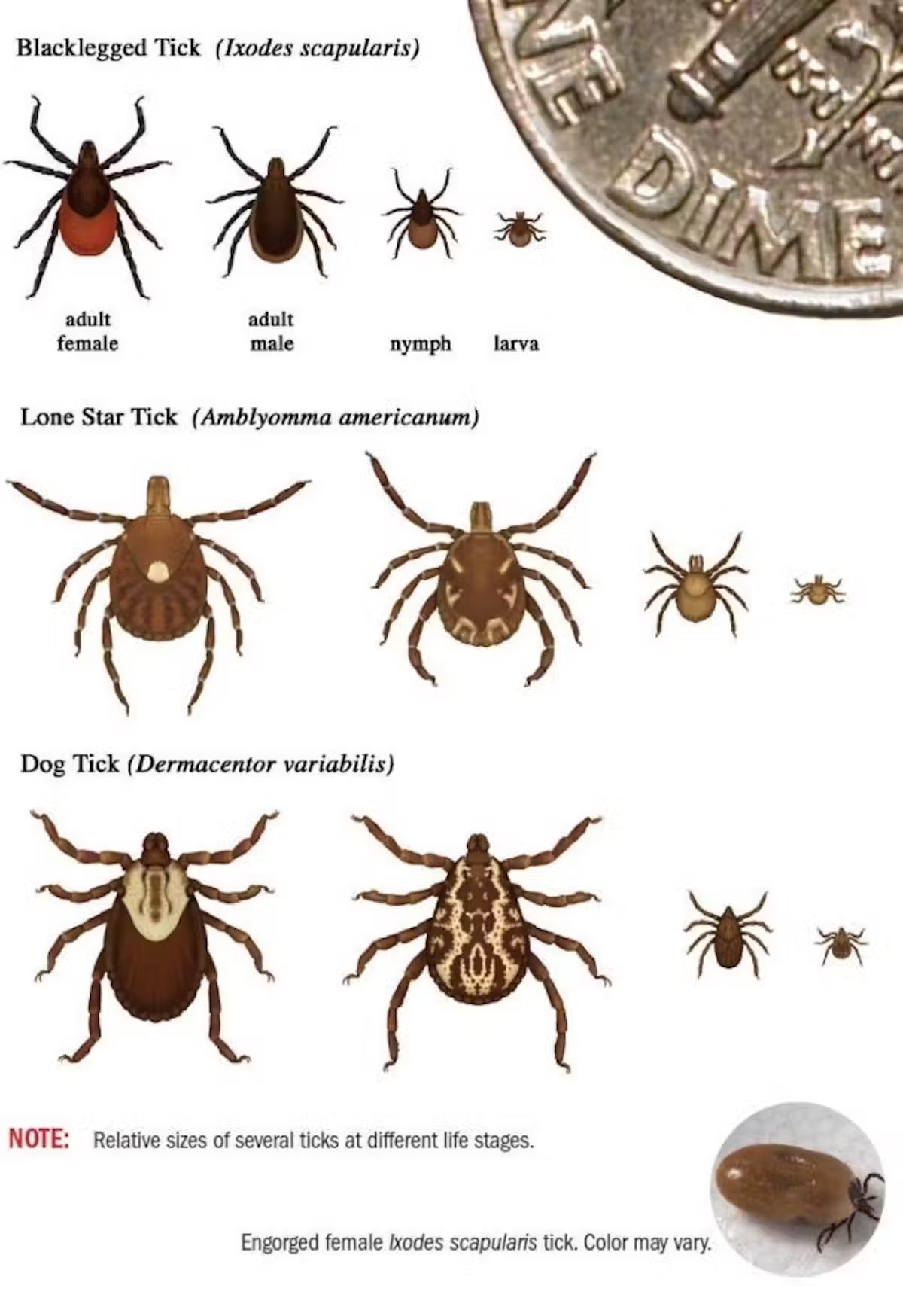 different types of ticks