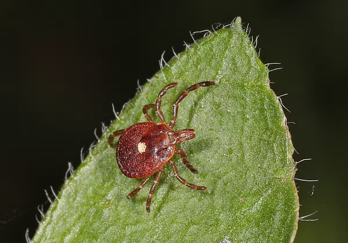 tick on a leaf