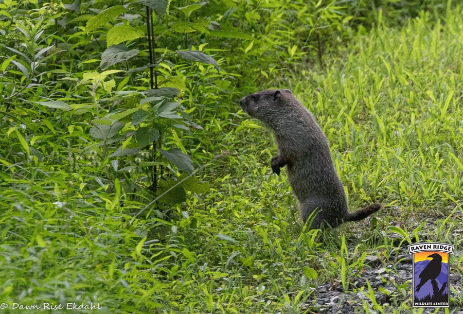 a groundhog stands on its hind legs and sniffs grass