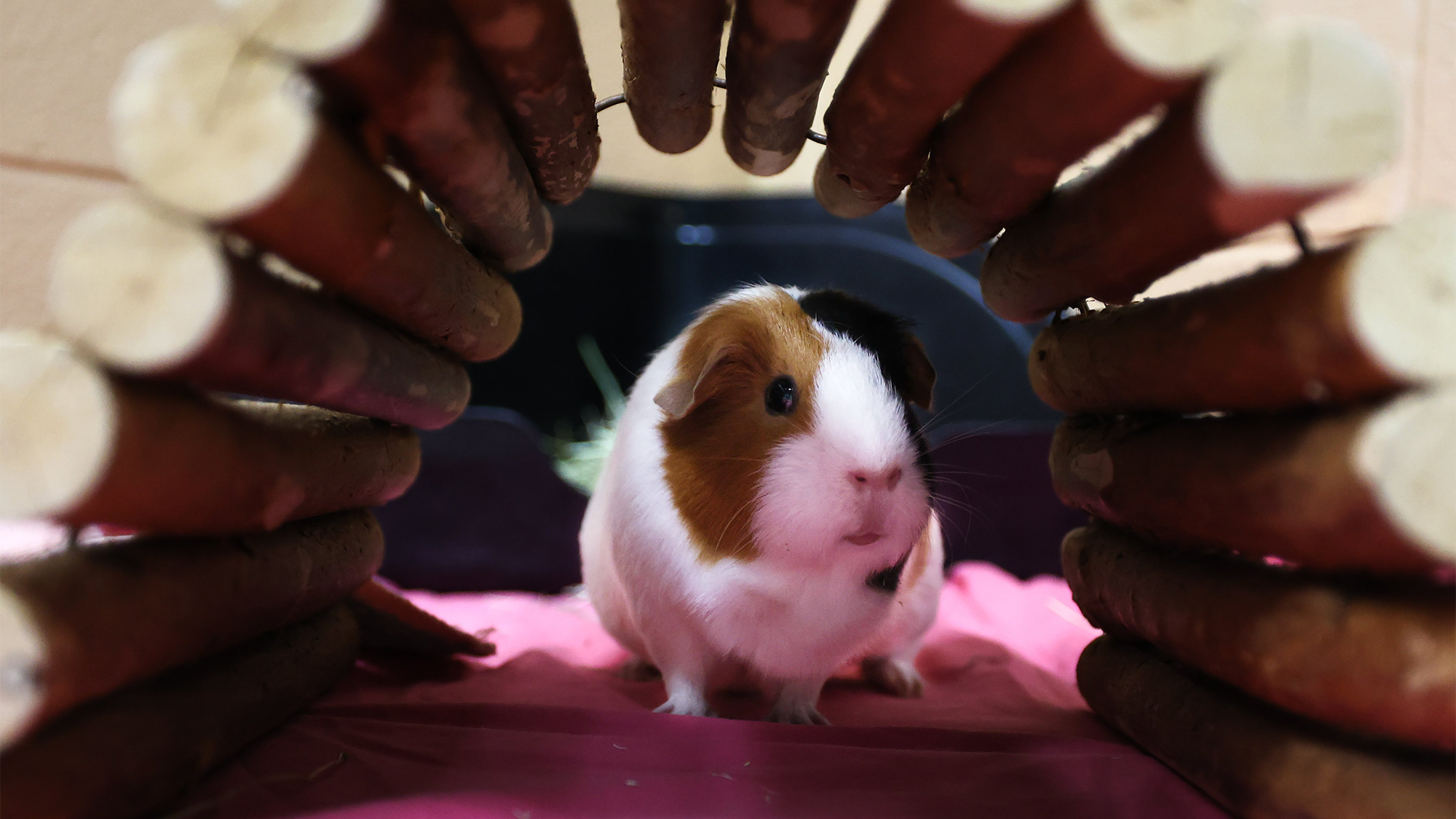 a brown, white, and black guinea pig sits in a cage