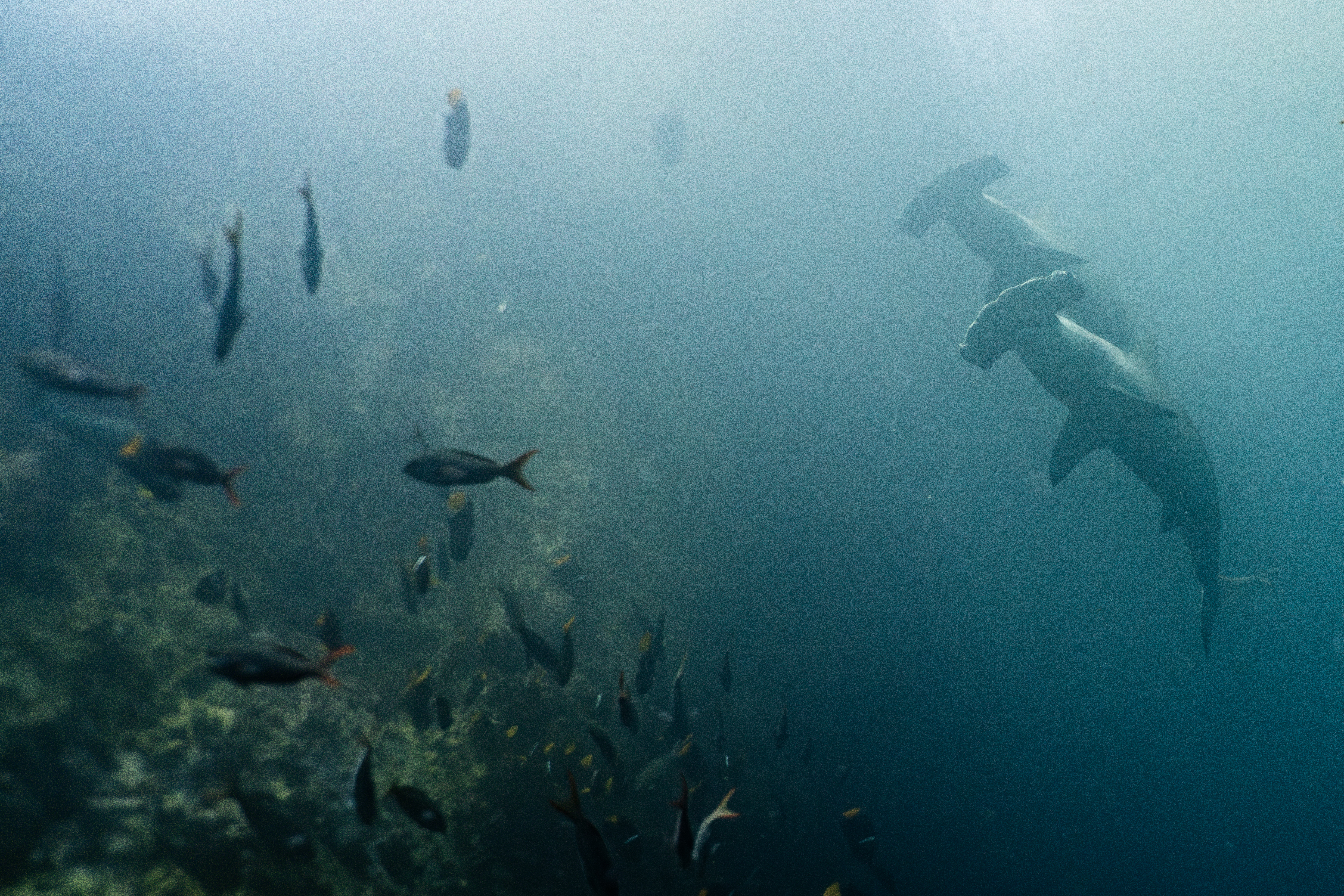 two hammerhead sharks swim near a reef with several smaller fish below them
