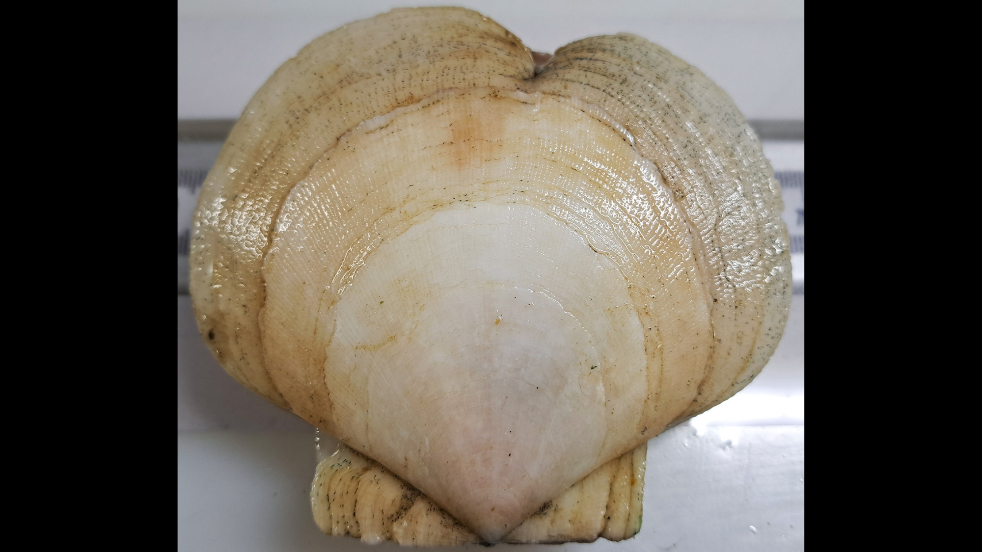 a scallop with a dent in its top that makes it look like a heart