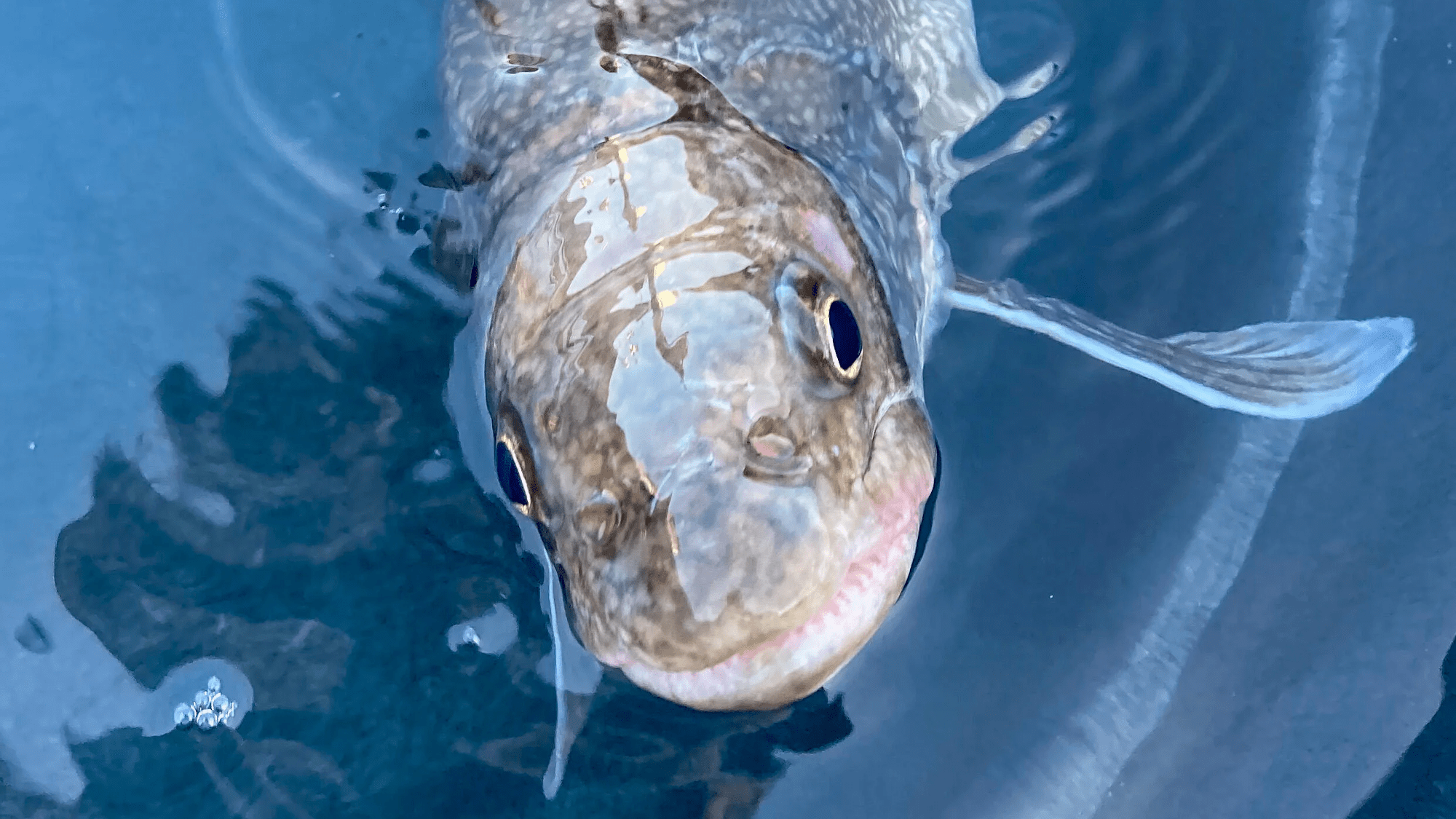 a lake trout looking up from the water