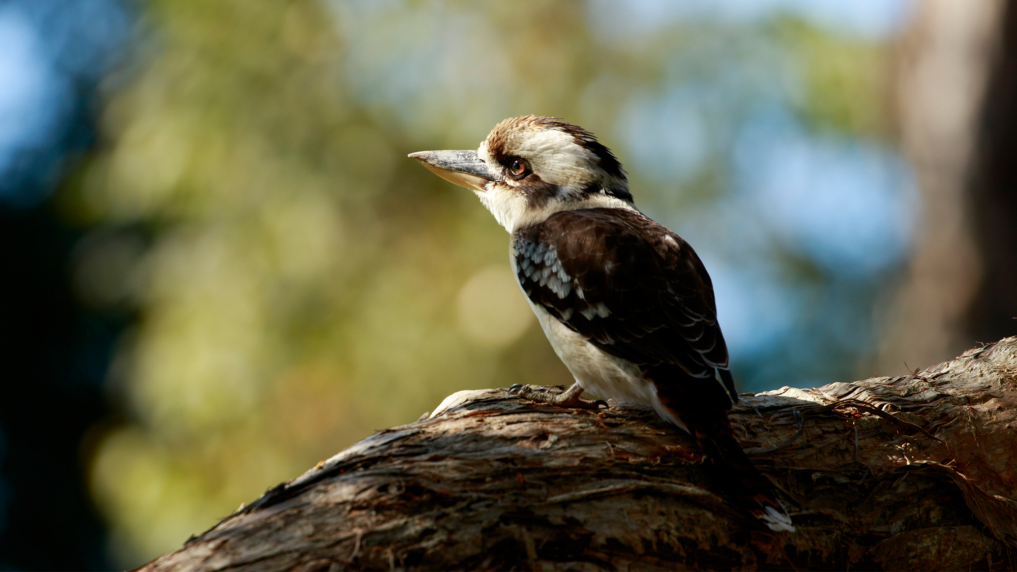 a a small bird with brown and white feather and a long skinny beak sits on a tree