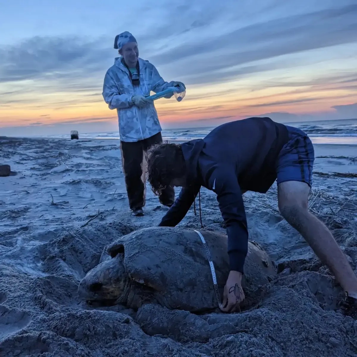 two people measure a turtle shell on the beach