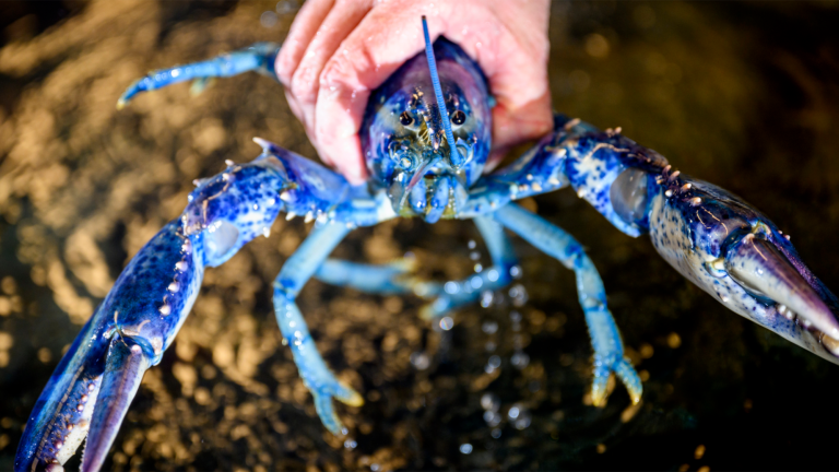 a blue lobster