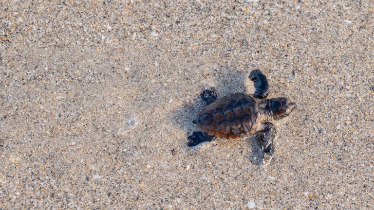baby sea turtle on the beach