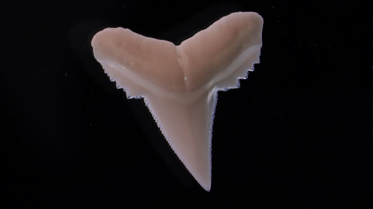 a shark tooth with jagged edges on a black background