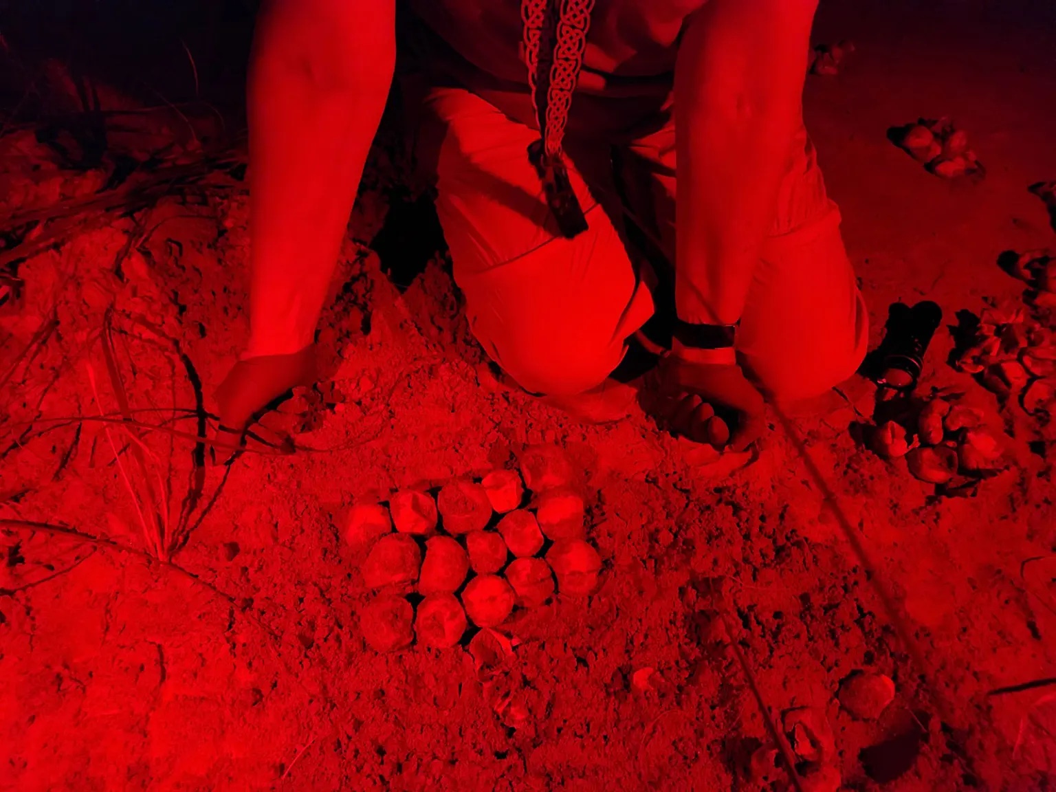 turtle eggs under a red headlamp light