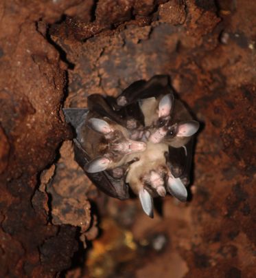 World’s largest carnivorous bats are big softies | Popular Science