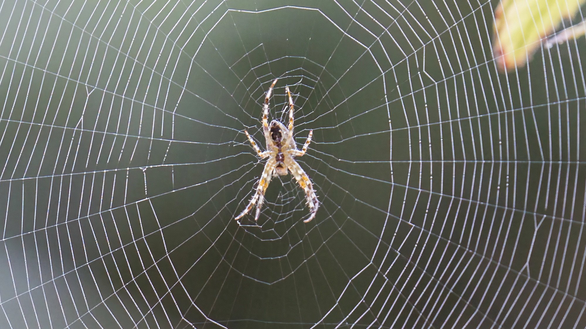 A small spider with a patterned body and striped legs sits in the center of a perfectly constructed, glistening orb weaver's web. The delicate, symmetrical web is in sharp focus, while the background is a soft, muted green.