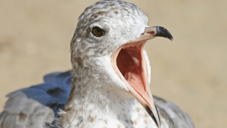 a seagull squawking. its mouth is wide open