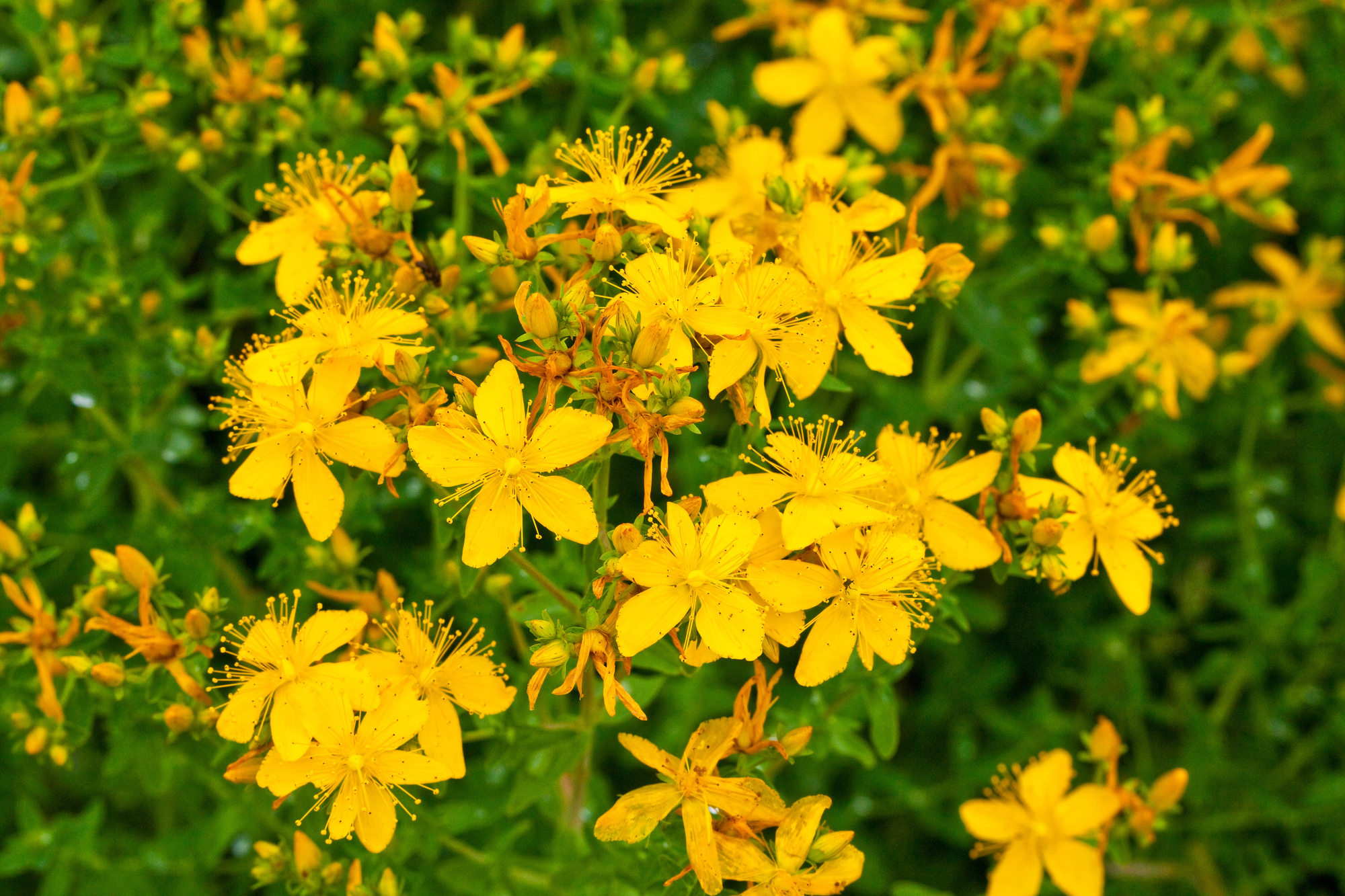 A close-up shot of a cluster of bright yellow St. John's Wort flowers with long, wispy stamens. The five-petaled flowers, which have small black dots along their edges, grow on green, leafy stems, creating a dense, vibrant-yellow foreground against a slightly blurred, dark-green background.