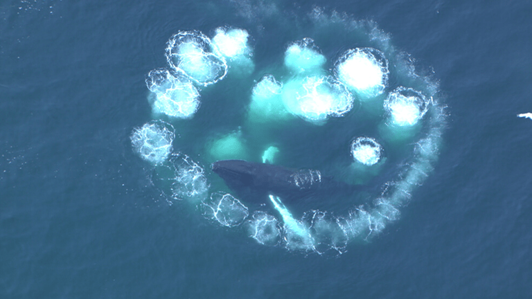 an aerial view of a humpback whale spinning in a circle with nets made out of bubbles