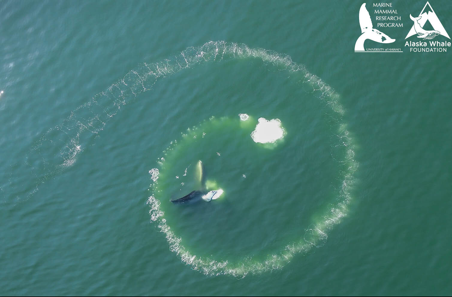 a single humpback whale makes a net of bubbles. it looks like a spiral in the water