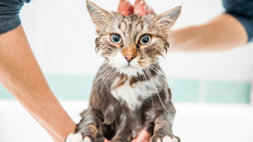 Why do cats hate water? An expert explains. | Popular Science