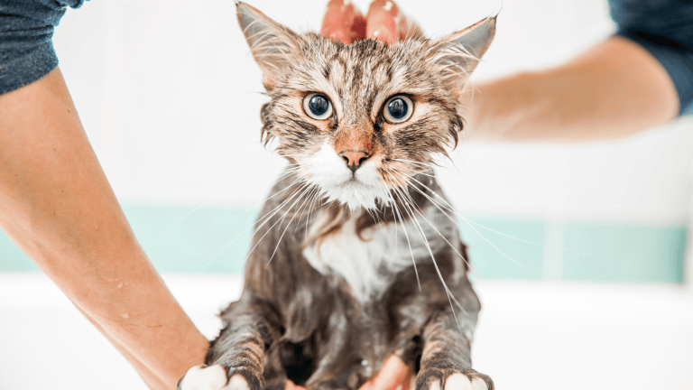 Picture of Why do cats hate water? An expert explains. | Popular Science