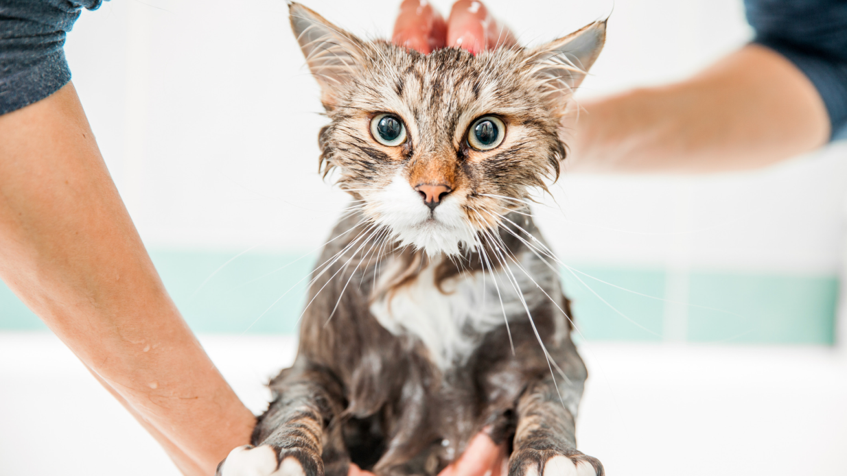 Why do cats hate water? An expert explains. | Popular Science - Cat Aggression Towards Water