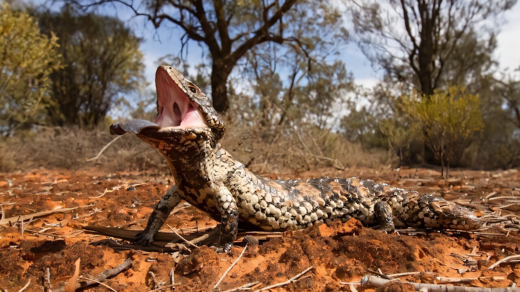 Close up of Australian sleepy lizard with its mouth open on the ground outdoors