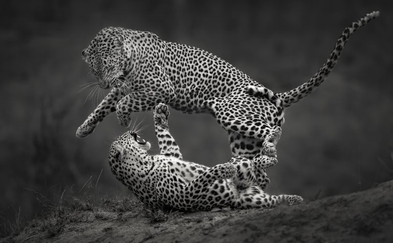 two leopards fighting