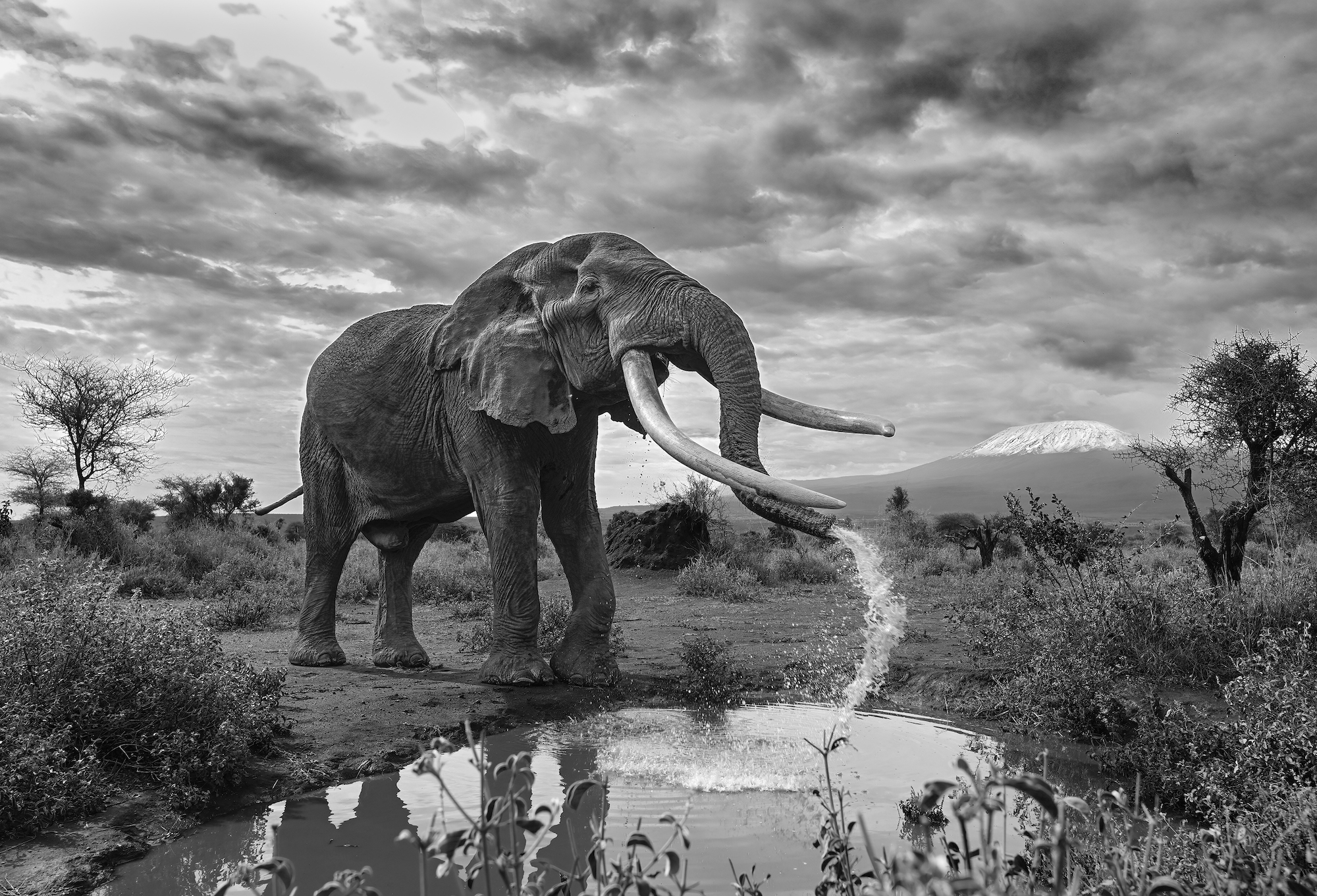 an elephant spraying water in lake