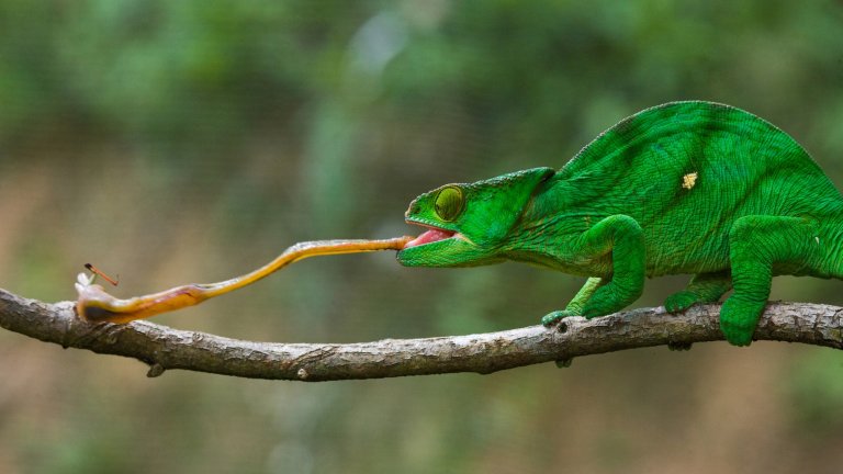 A green chameleon on branch extending tongue to catch an insect