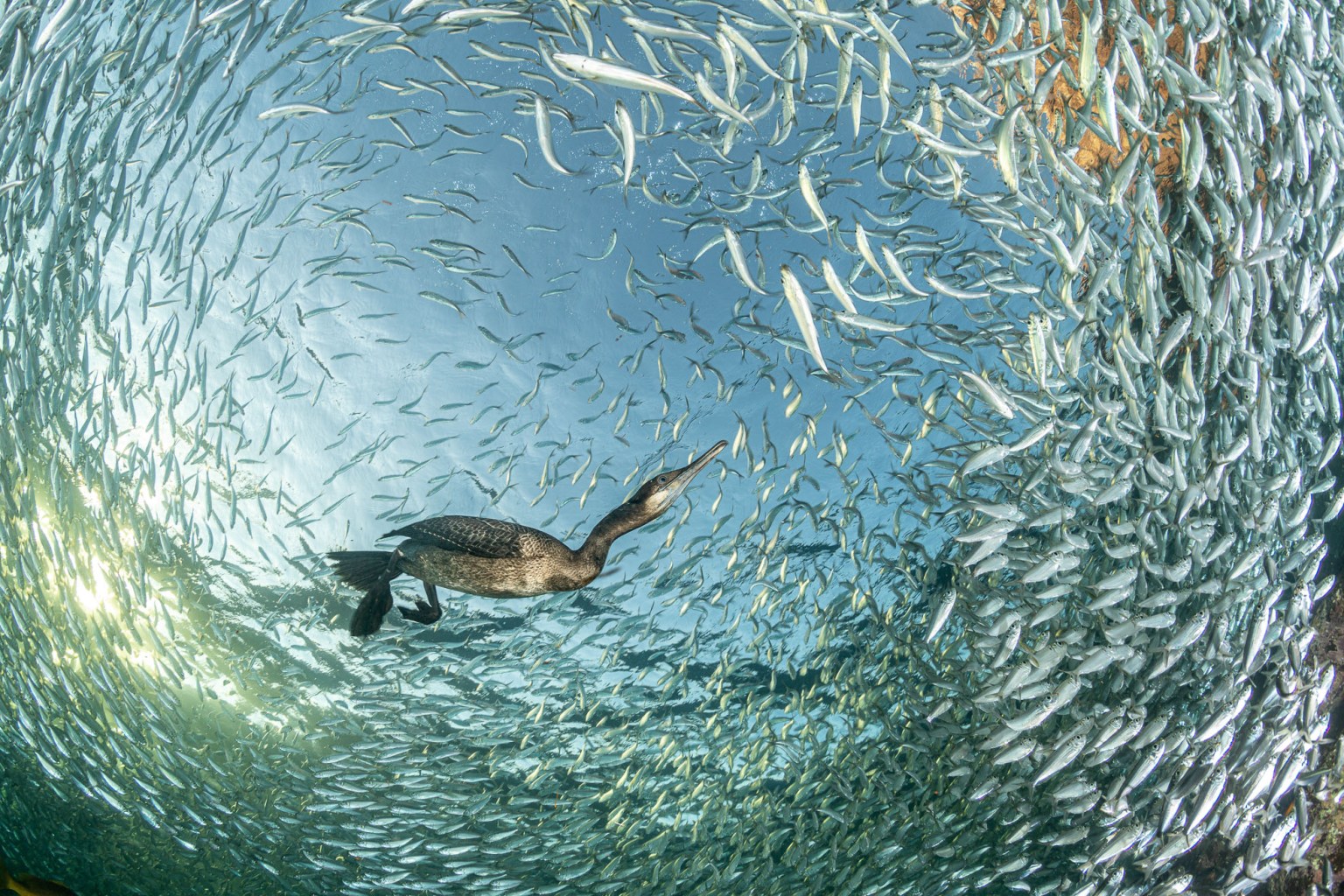 15 Gorgeous Images From The 2025 Bird Photographer Of The Year Awards 15-gorgeous-images-from-the-2025-bird-photographer-of-the-year-awards