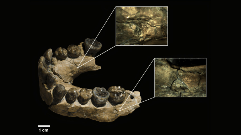 Homo habilis mandible shown with the two tooth pits that were documented and magnified separately.