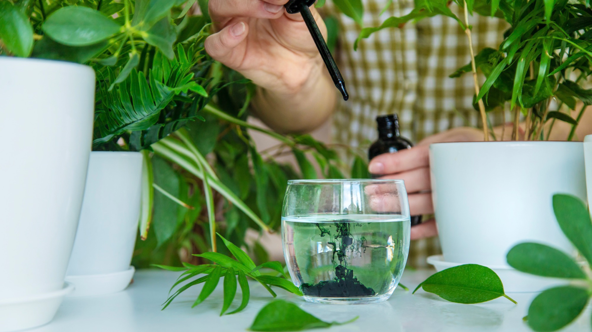 Is chlorophyll actually good for you?