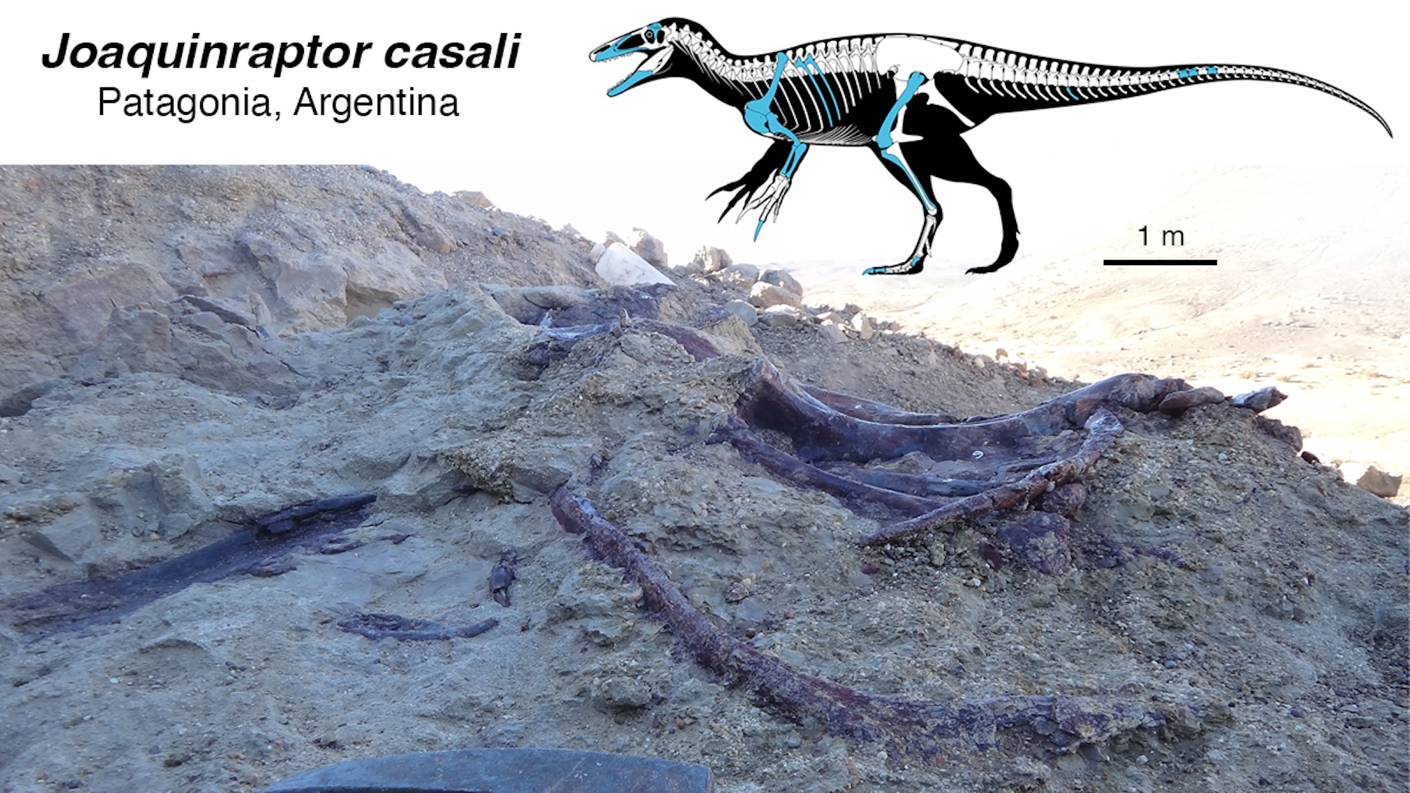 Joaquinraptor bones in ground next do skeletal diagram illustration