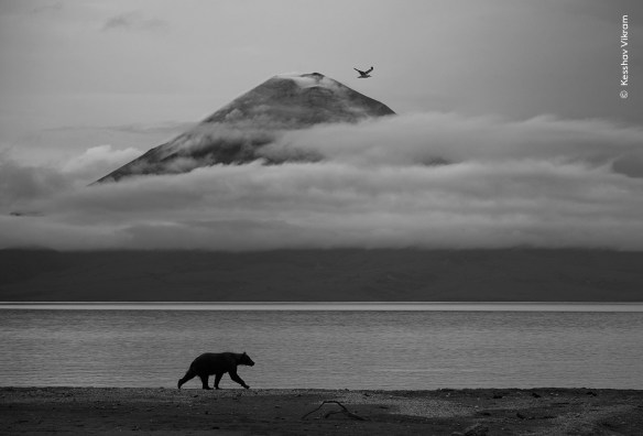 15 enchanting images from the Wildlife Photographer of the Year awards ...