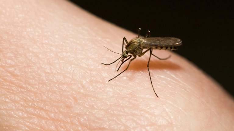 Close up of mosquito biting a person's skin