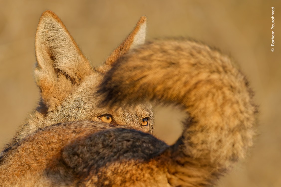 15 enchanting images from the Wildlife Photographer of the Year awards ...