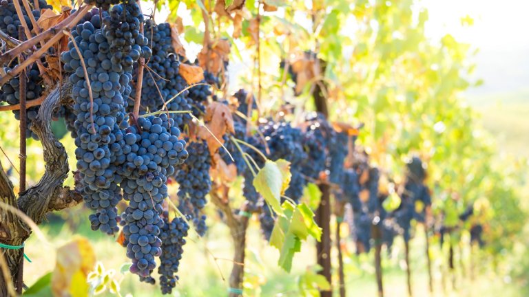 Ripe grapes growing on plants in vineyard lit by sun