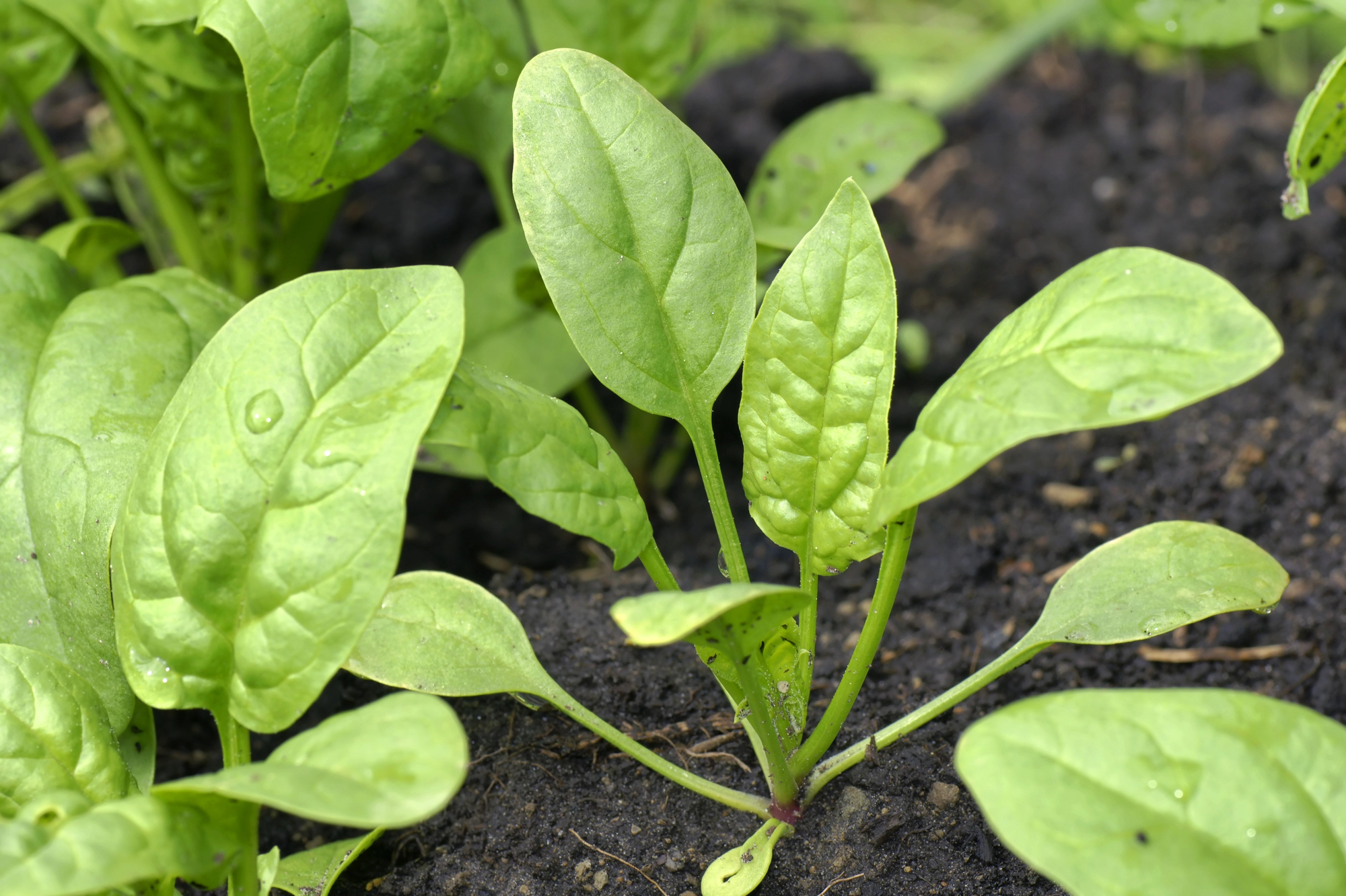A close-up of a small, young spinach plant with several large, light green leaves growing from a central stem in dark, moist soil. The plant is surrounded by other green leaves and the texture of the soil is visible around its base.