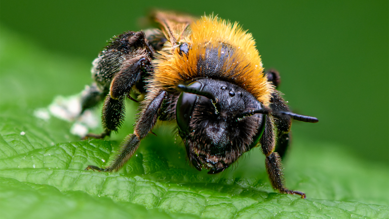 a close up of a bee on a bright green leaf