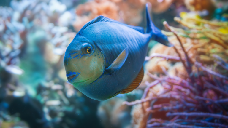 a fish with bright blue markings swim in a tank