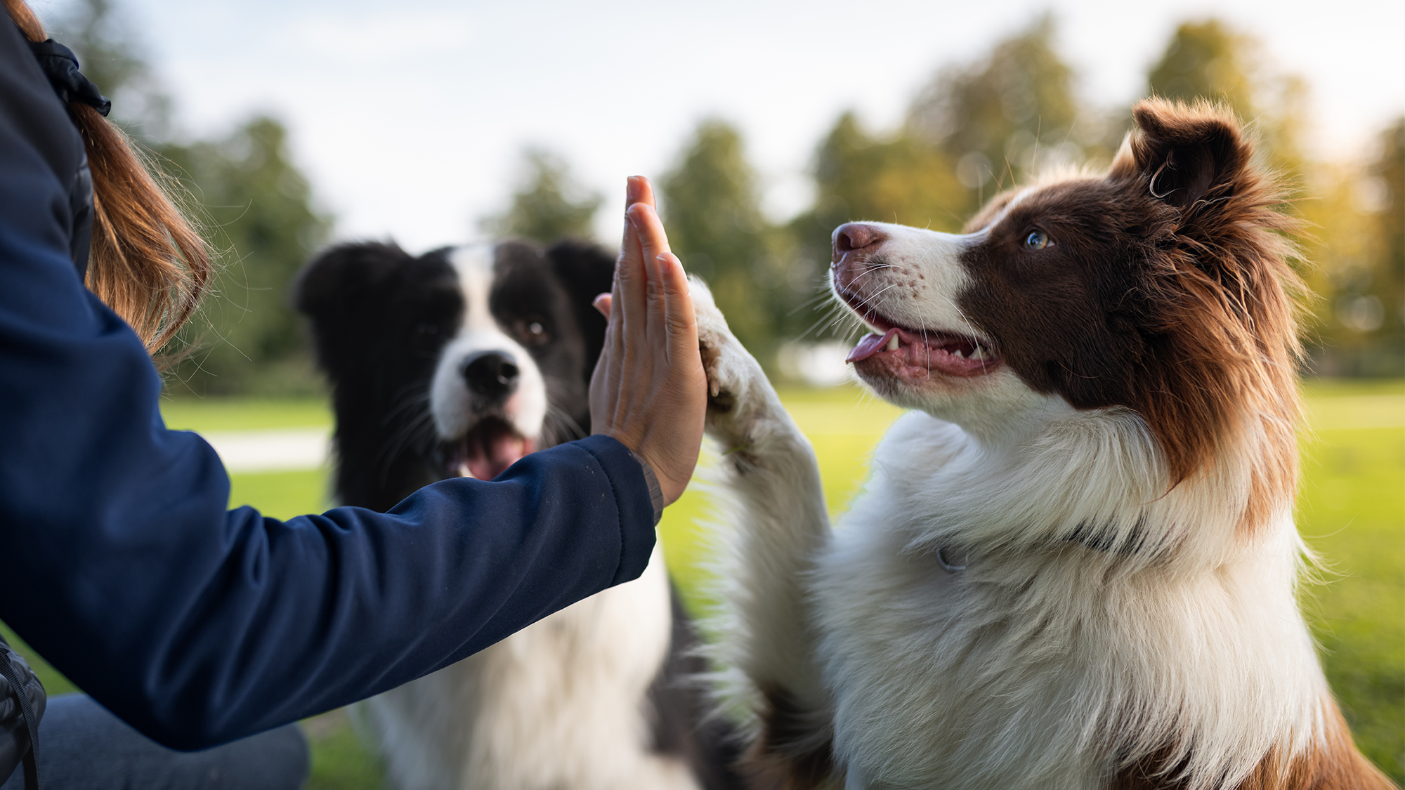 a border collie in a park gives a human a high five with its paw