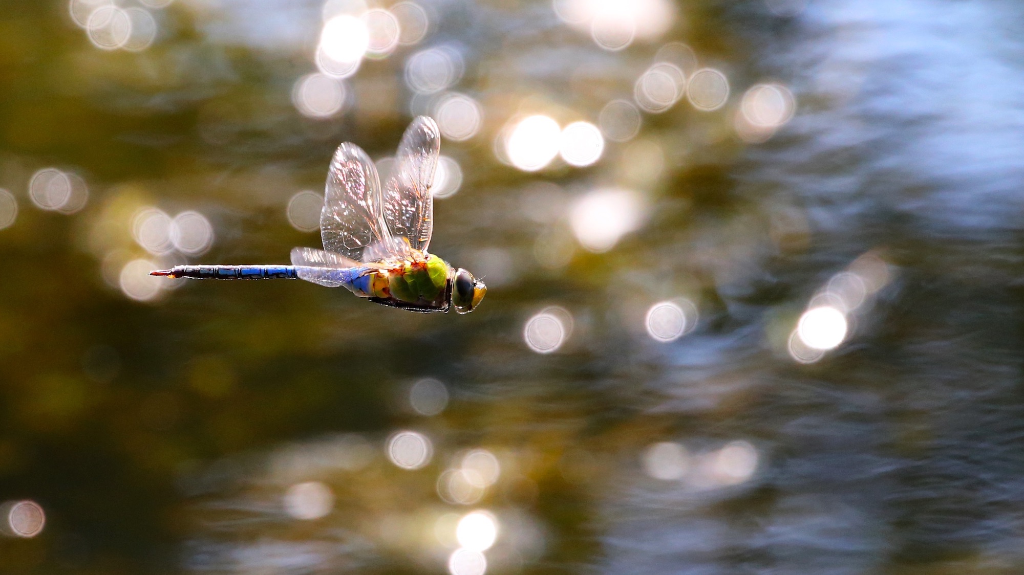 Anax junius In flight over water with sun reflections.