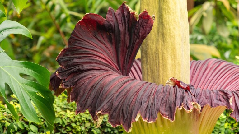 Titan arum or Amorphophallus Titanum at the botanical garden