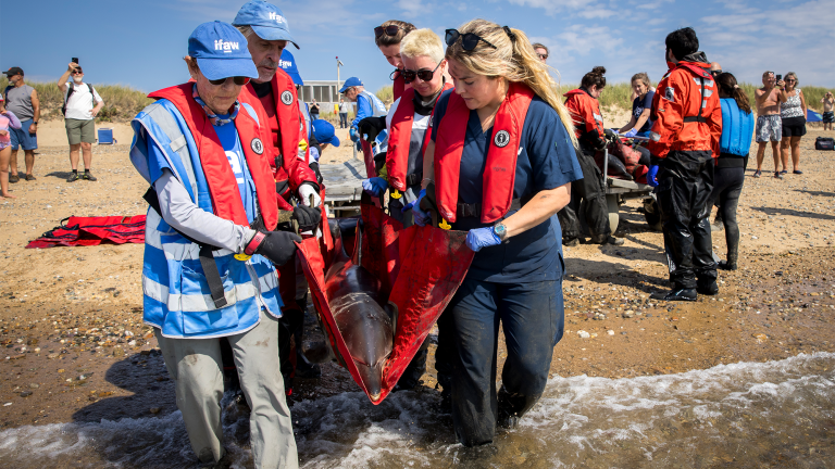 several rescue technicians hold a stranded dolphin in a net before releasing it
