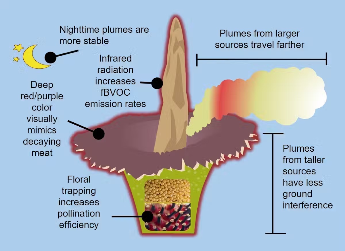 chart of corpse flower