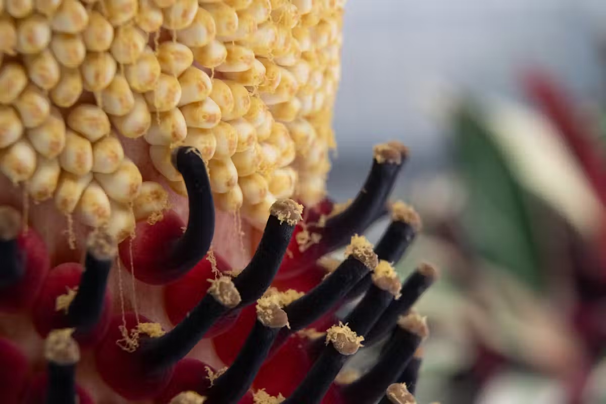 corpse flower closeup