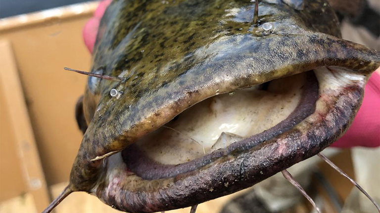 a large, flat head catfish with an open mouth