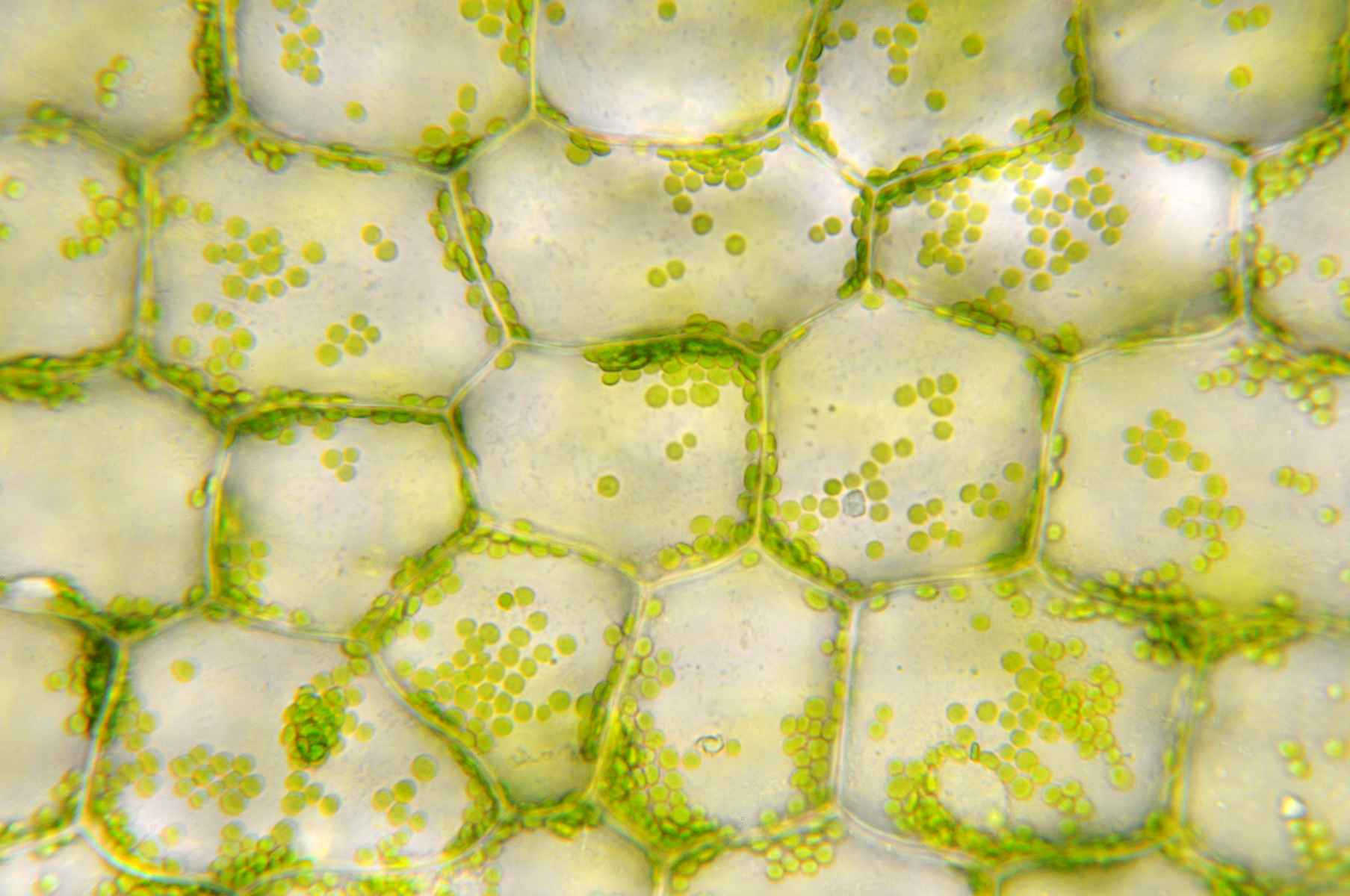 A magnified microscopic image shows a grid of translucent, irregularly shaped plant cells. Each cell contains numerous small, round green dots, which are chloroplasts, arranged in clusters or scattered throughout the cell's interior.