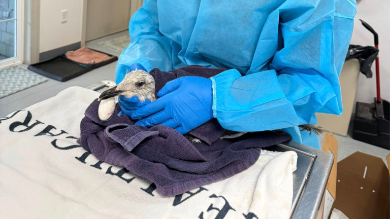 a vet examining a seagull wrapped in a towel with a fishing bobber stuck in its mouth
