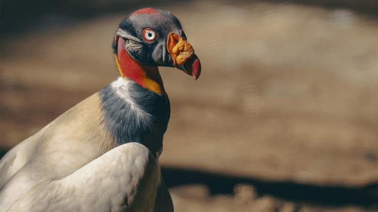 a vulture with a white feathers on its body and black, red, white, red, and yellow feathers near its beak
